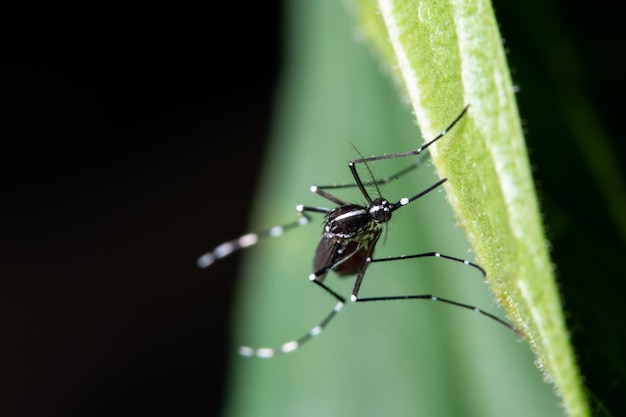 Macro, mosquito on the leaves