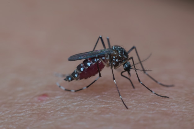 Macro of mosquito sucking blood close up on the human skin.