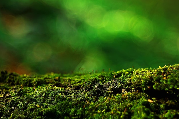 macro moss landscape / green abstract natural view, summer forest, moss macro