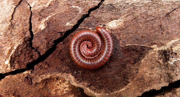 Macro of orange and brown millipede on old wood in the forest