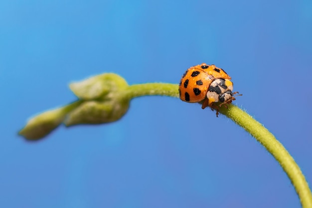 Macro of an orange ladybug walking on a branch of a plant