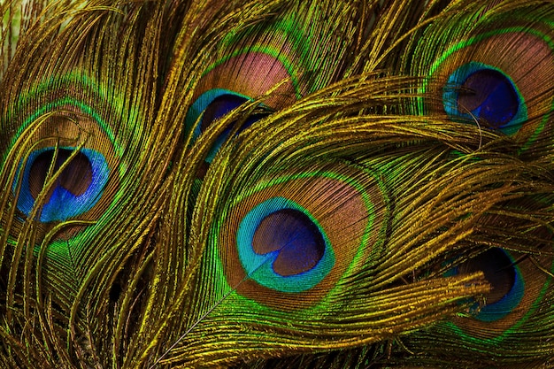 macro peacock feathersPeacock feathers closeup