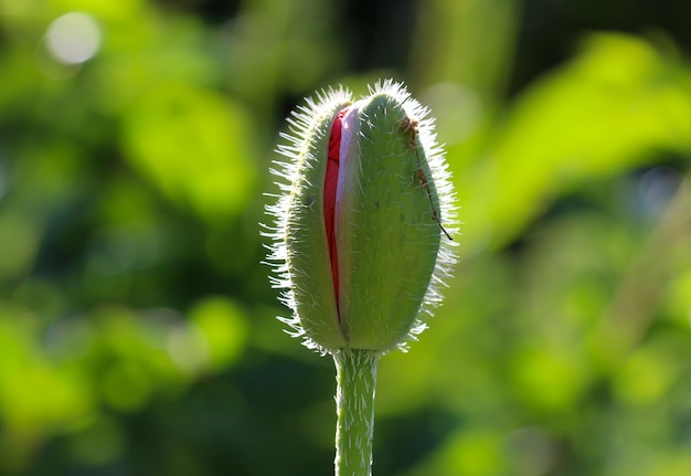 macro photo of a blossoming poppy bud against a blurry green-blue background