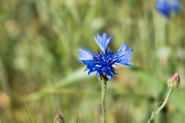 Macro photo of a blue cornflower in the wheat field