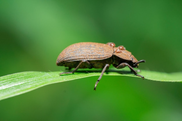 Macro photo of brown insect animal in the wild