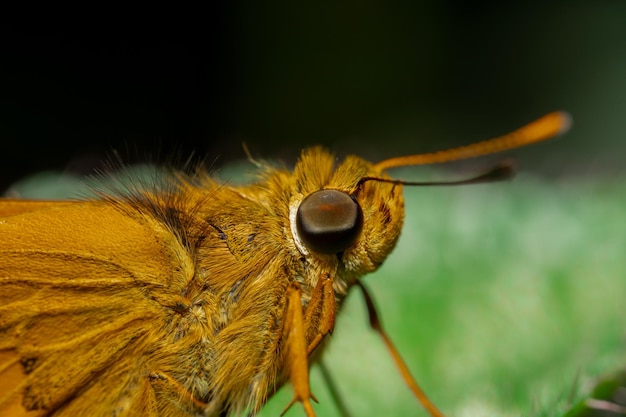 A macro photo of a butterfly perched on a leaf