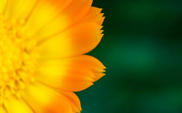 Macro photo of a calendula flower on a green background