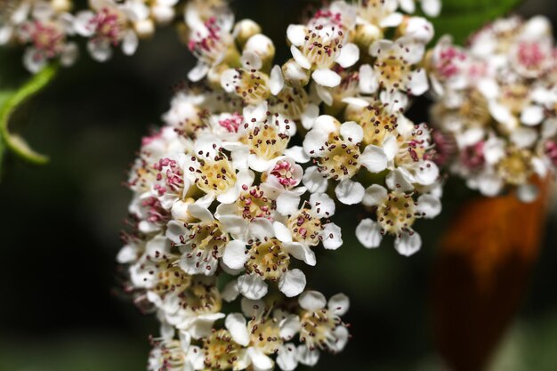 a macro photo of chokeberry blossom