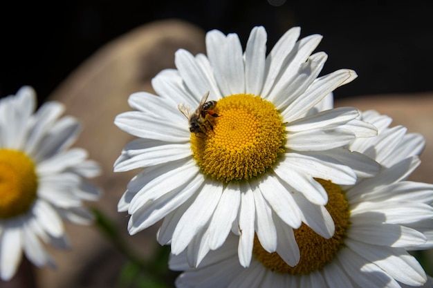 Macro photo of a daisy flower and a bee sitting on a flower. Chamomile flower with clean white petals and a bright yellow center.