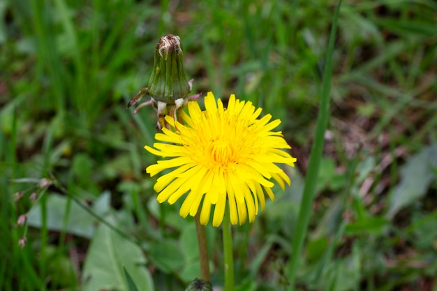 Macro photo of a dandelion plant dandelion plant with a fluffy yellow bud yellow dandelion flower gr...