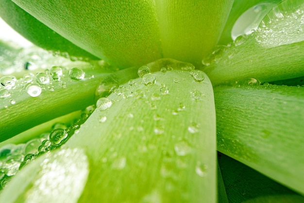 Macro photo of dew drops on leaves of succulent plant