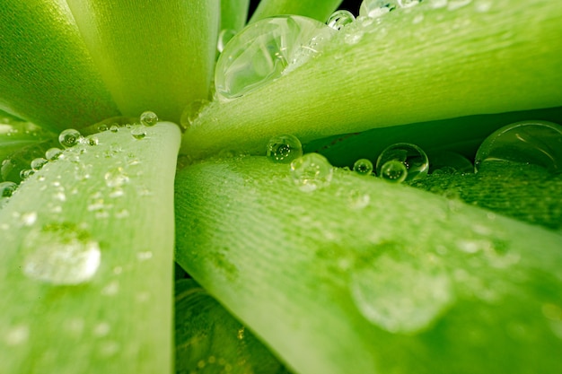 Macro photo of dew drops on leaves of succulent plant