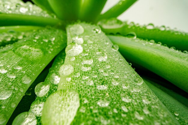 Macro photo of dew drops on leaves of succulent plant