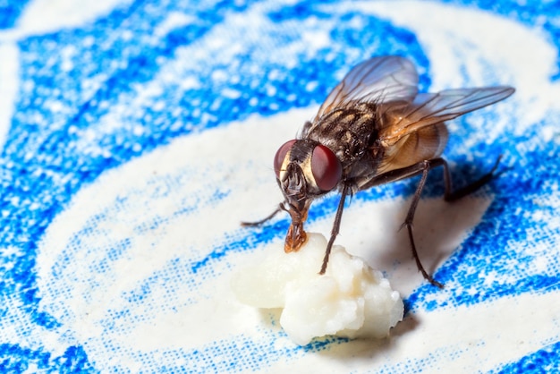 Macro photo flies on the table in the summer.