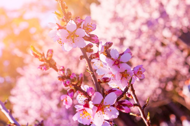 Macro photo flower of the almond tree in spring