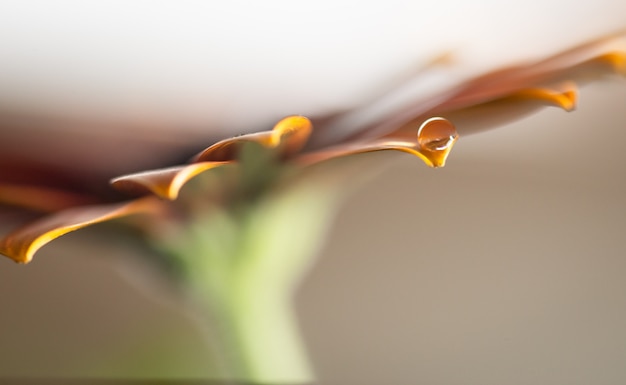 Macro photo on flower petals covered by water drops.