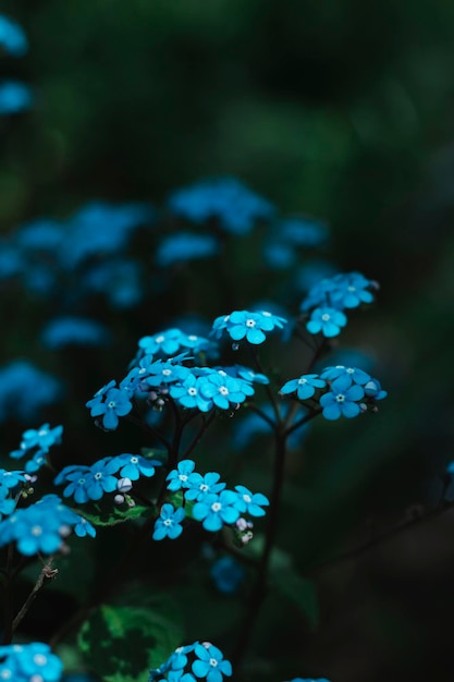 Macro photo of flowers. Forget-me-nots with green leaves. Natural background. Place for text. Wallpa