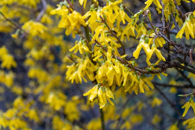 Macro Photo of Forsythia Flowers Yellow Blooming Texture on Blue Sky Background Flowering Forsythia