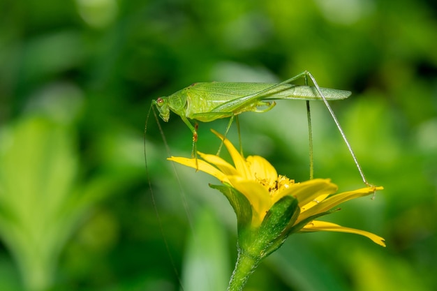 Macro photo of grasshopper legs in the wild