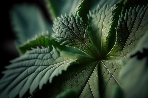 Macro photo of a Green burdock leaves texture background