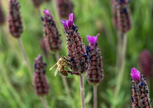 Macro photo of honey bee collecting pollen on topped or spanish lavender