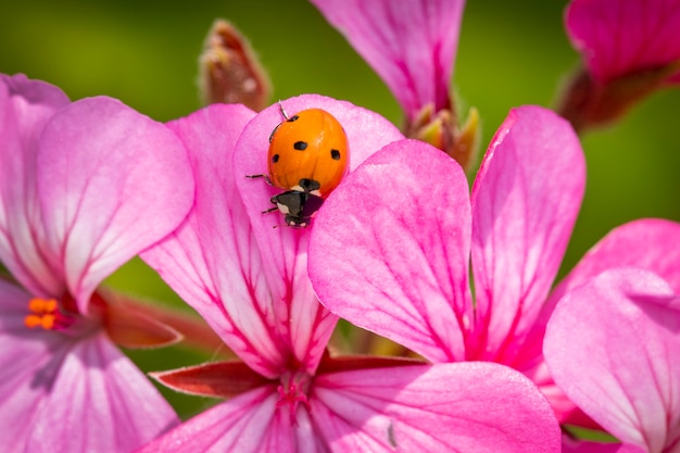 Macro photo of Ladybug on a pink flower