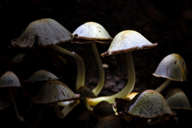 Macro photo Mushrooms in the forest of Thailand