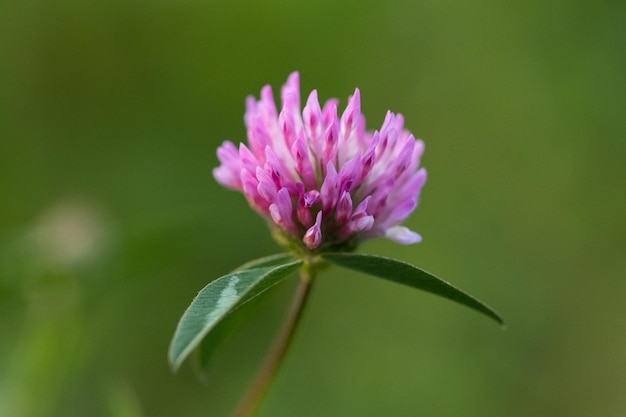 Macro photo nature field blooming red clover flower.