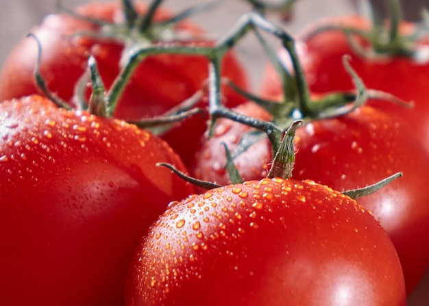 Macro photo of organic tomatoes on a stalk with drops of pure water. Vitamin vegetable