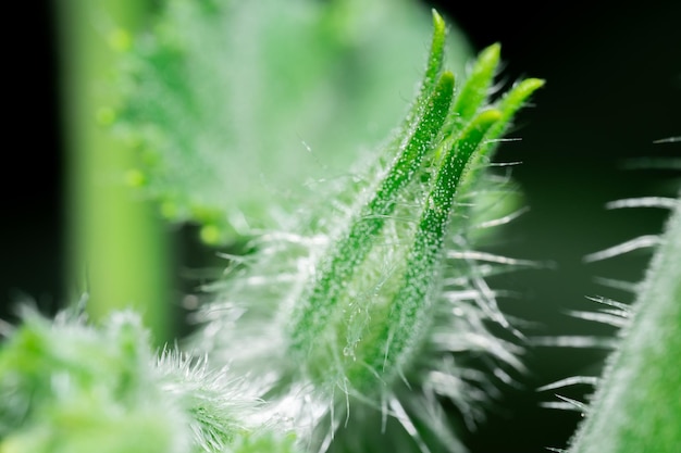 Macro photo of part of a green plant