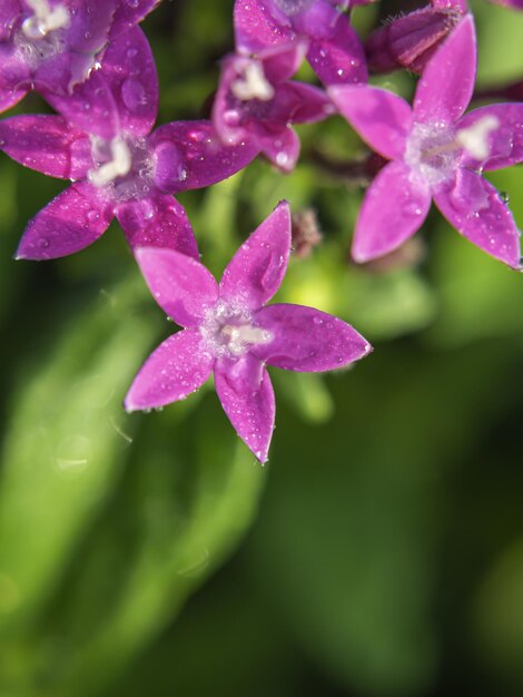 Macro photo. Pink Egyptian starcluster(Starflower) flower and water drops. Green blurred background