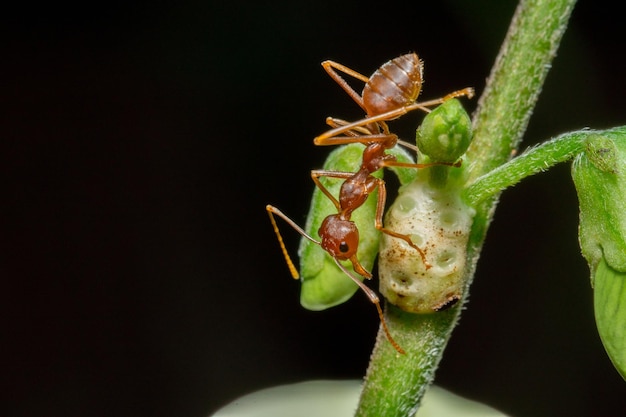 Macro photo of red ants on a tree trunk