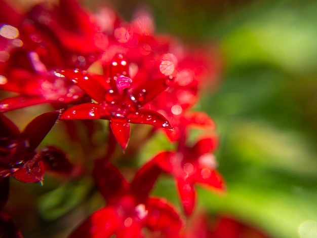 Macro photo. Red Egyptian starcluster(Starflower) flower and water drops. Green blurred background