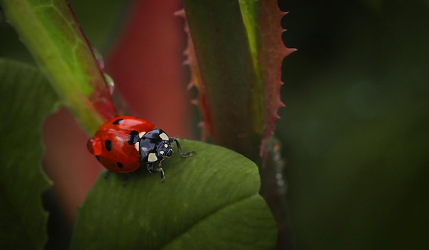 Macro photo of a red ladybug with a drop of water on its wings crawling along a leaf