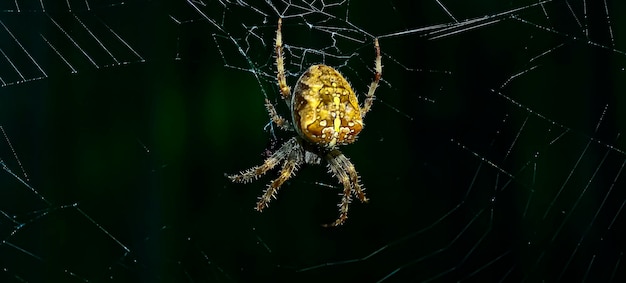 Photo macro photo of a scary looking european garden spider or araneus diadematus waiting for prey great close up shot of a spider