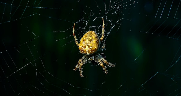 Photo macro photo of a scary looking european garden spider or araneus diadematus waiting for prey great close up shot of a spider