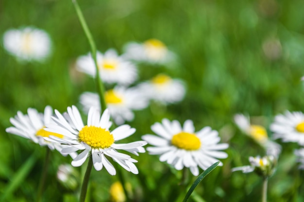 Macro photo of small chamomile flower with white petals Blurred background