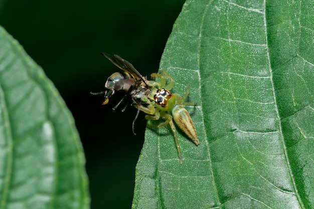 Macro photo of small spider animal carrying its prey