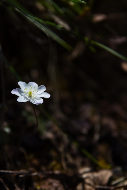 Macro photo of a small white flower in the forest