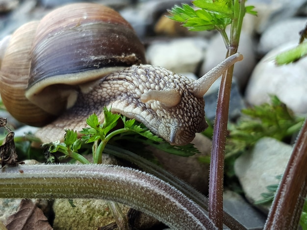 Macro photo of snail in green grass