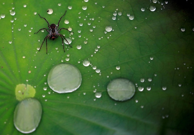 Photo macro photo of spider on leaf with water droplets