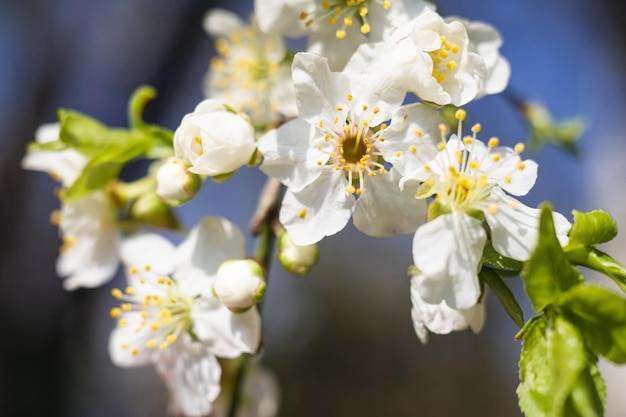 Macro photo of spring blossom Blossoming fruit tree branch in the garden Springtime