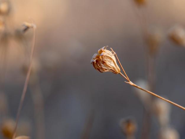 Macro photo of a tiny dry brown flower