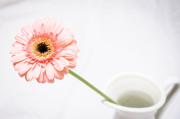 Macro Photo of a Vibrant Pink Gerbera Daisy in a Vase Against a White Background