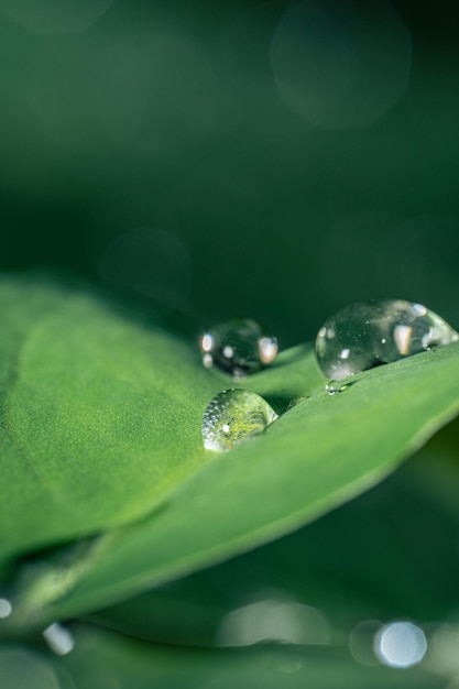 Macro photo of water drops on taro leaves