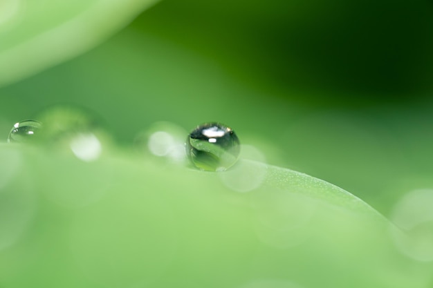 Macro photo of water drops on taro leaves