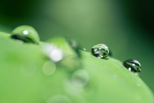 Macro photo of water drops on taro leaves