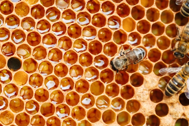 Macro photo of working bees on honeycombs beekeeping and honey production image