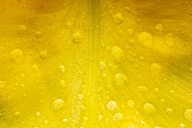 Macro photo of a yellow petal of an iris flower in raindrops closeup