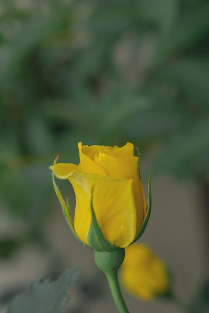 Macro photo of a yellow rose